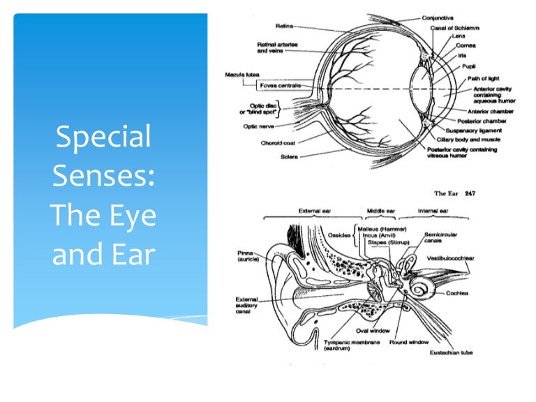 Module 13 Eye and Ear