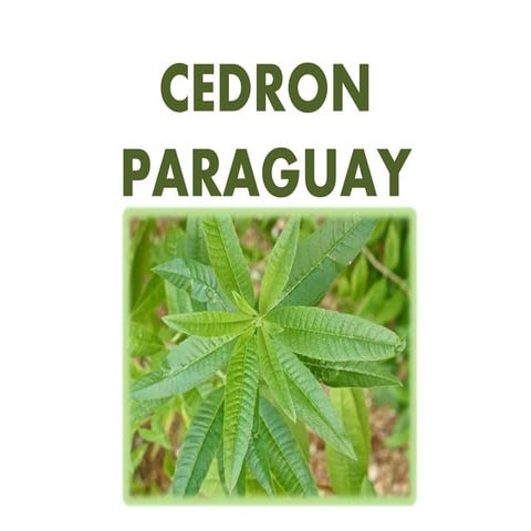 POWER POINT CEDRON PARAGUAY.pptx
