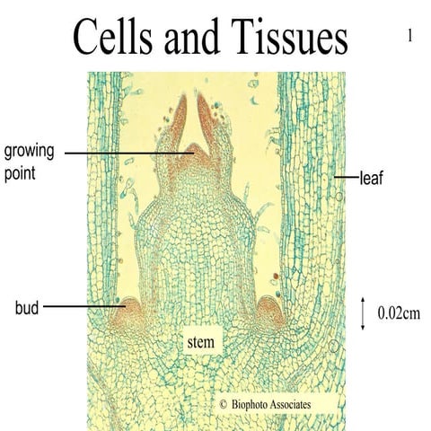 Powerpoint, cells and tissues