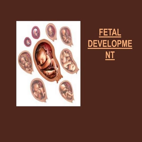 Fetal Development and the three stages of labor and delivery by Sandra Landin...