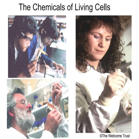 Powerpoint chemicals of-life