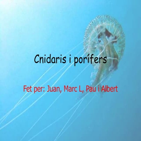 Powerpoint cnidaris i porífers