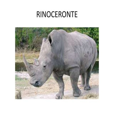 Power point del animal