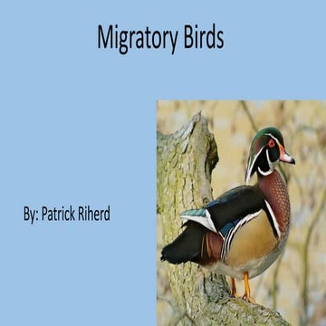 Migratory Birds