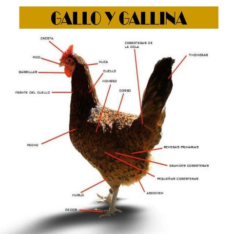 Power point gallina