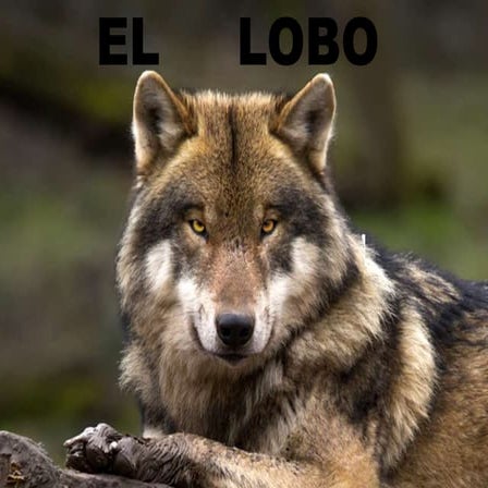 Conoces a los lobos | PPTX