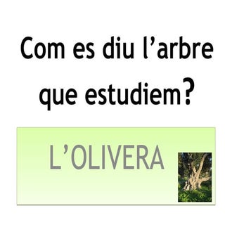 Power point olivera 2