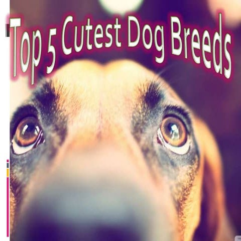 Top 5 Cutest Dog Breeds