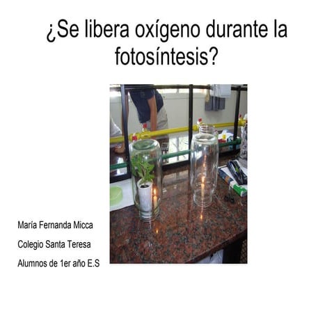 Micca - ¿Se libera oxígeno durante la fotosíntesis? (1º año)