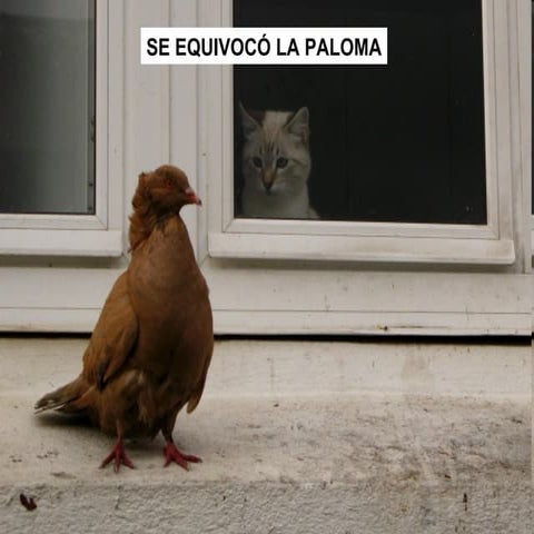 Power point se equivoco la paloma