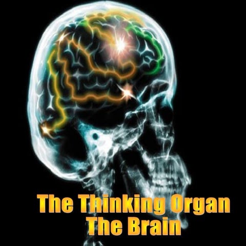 The Brain