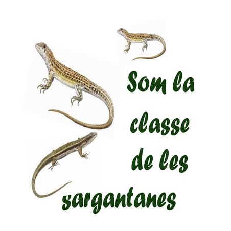 Power sargantanes 11 12 pdf