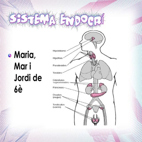 Power sistema endocrí