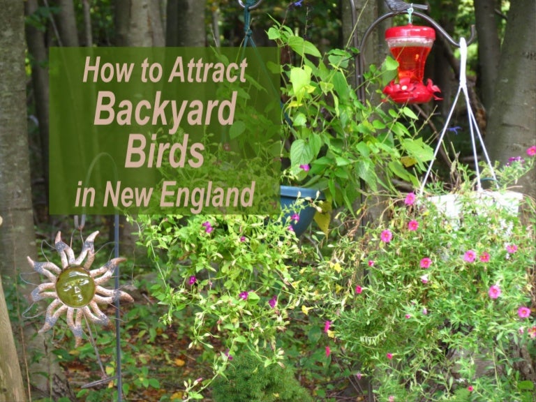 How To Attract Backyard Birds In New England By Karen Leboulluec