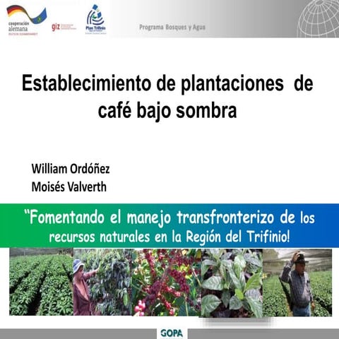 PP-Establecimiento de plantación café VF (1).pptx