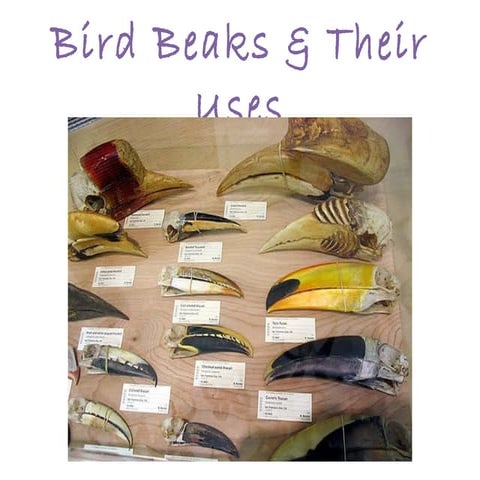 Bird beaks lesson