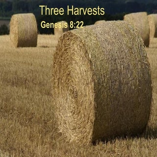 Three harvests