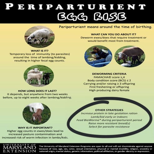 Periparturient Egg Rise