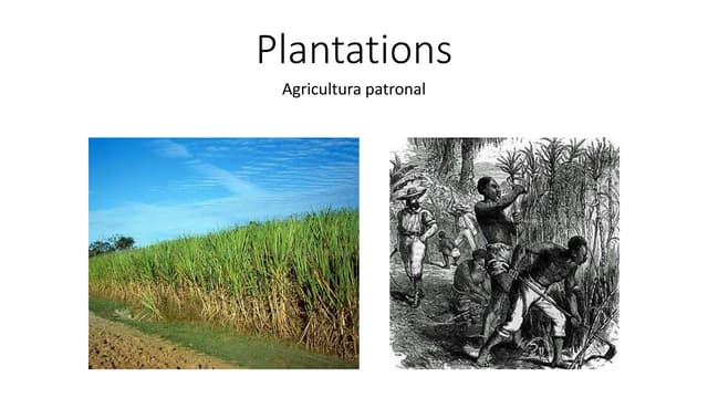 Plantations - Geografia Agrária | PPTX