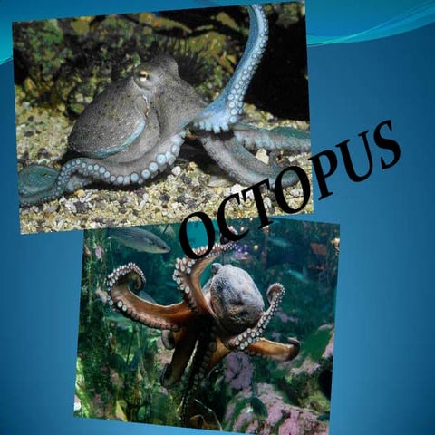 P point octopus | PPTX