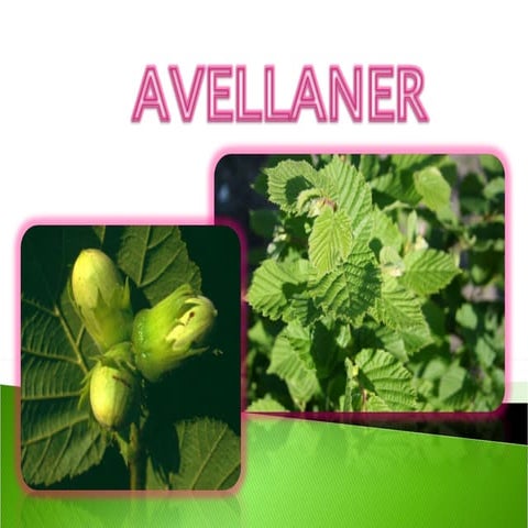 Ppoooer Avellaner Correcte