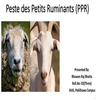 PPR (Peste des Petits Ruminants)