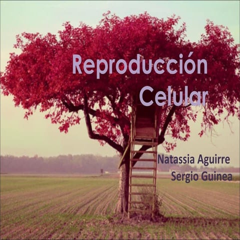 Reproducción Celular 