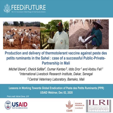 Production and delivery of thermotolerant vaccine against peste des petits ru...