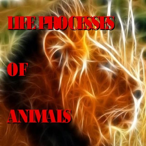 Life processes: Animals