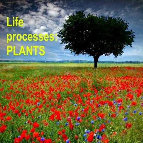 Life processes: Plants