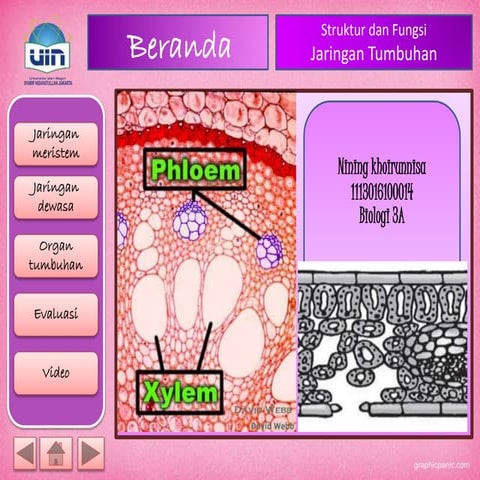 power point struktur dan fungsi jaringan tumbuhan (Nining Khoerunnisa)
