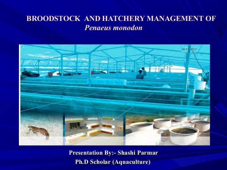 Broodstock And Hatchery Management Of Penaeus Monodon