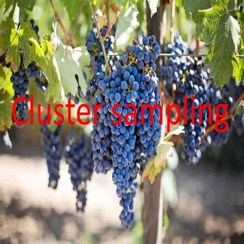 cluster sampling