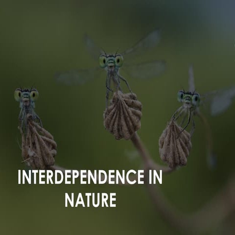 Interdependence in nature with animals plants.ppt