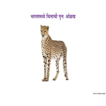 Cheetah and it's information and differentiation | PDF