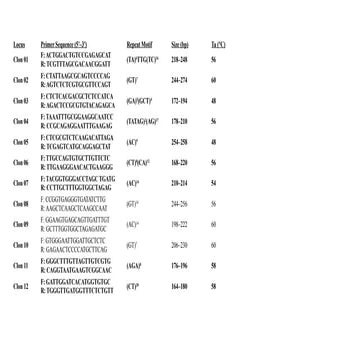 16. Square Lattice Design.pptx asdf asdf asdf asdf | PPTX