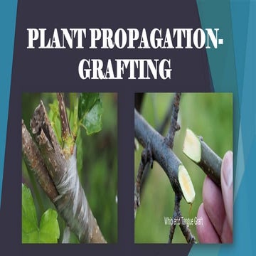 POWER POINT ON  aGRI. CROPS PRODUCTION - gRAFTINGGrafting.pptx