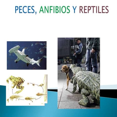 Ppt peces, anfibios y reptiles