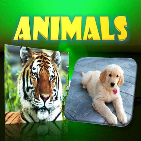 DOMESTIC ANIMALS