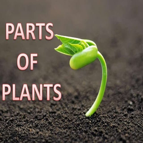 Plants parts