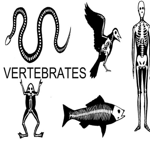 Vertebrates