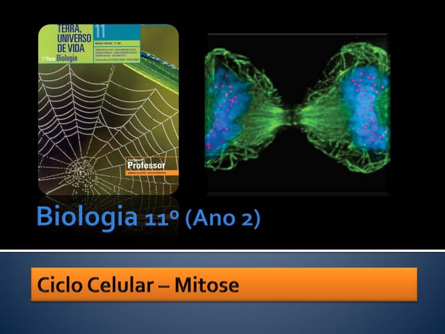 Ppt 10    Ciclo Celular