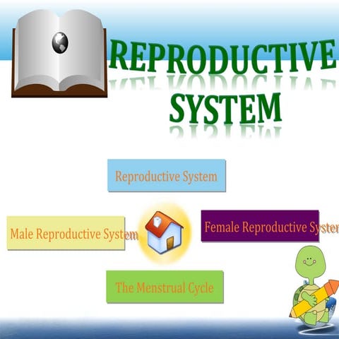 Reproductive System
