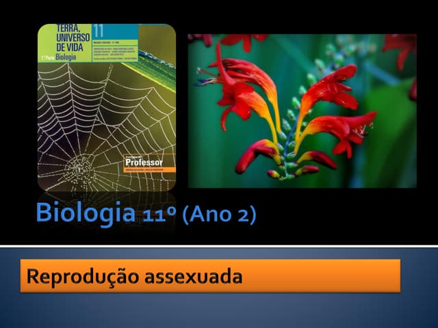 Ppt 13    ReproduçãO Assexuada