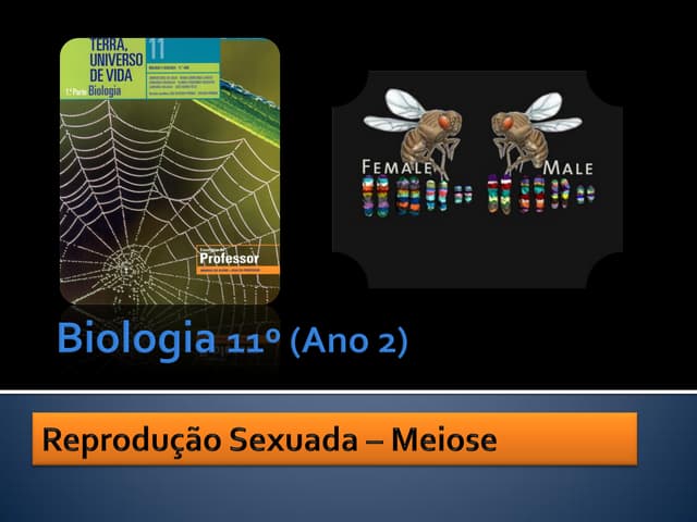 Ppt 14    ReproduçãO Sexuada   Meiose