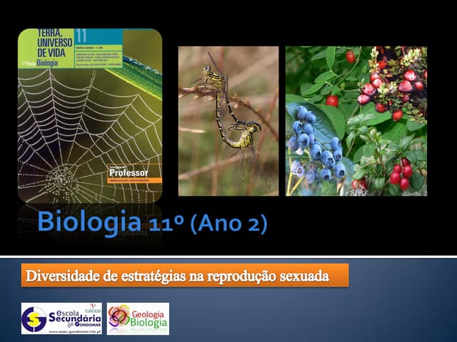 Ppt 16   Diversidade De EstratéGias...