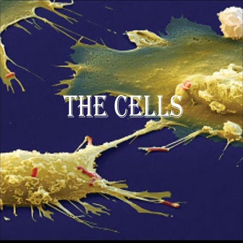 Cells