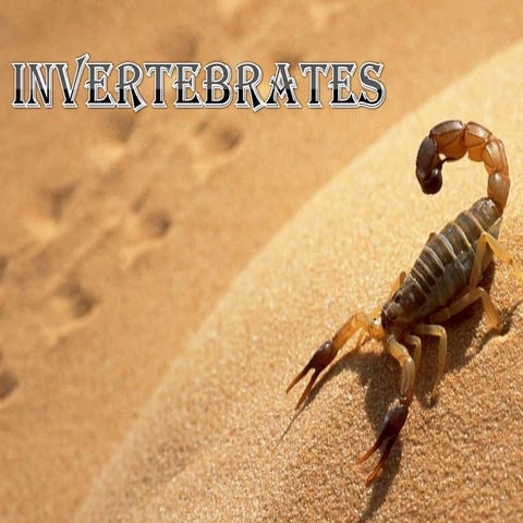 Invertebrates
