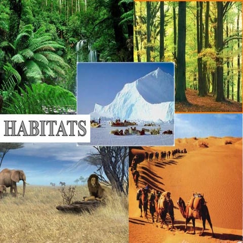 Habitats 
