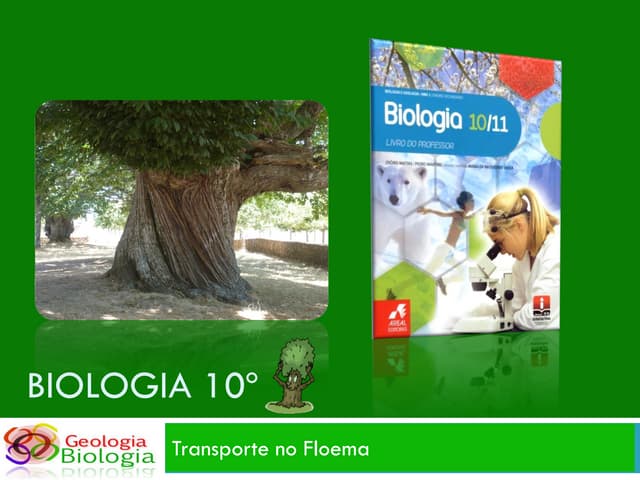 Ppt 4   Transporte No Floema